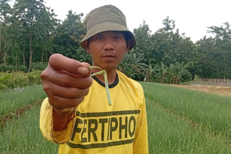 Serangan Ulat Daun Bikin Petani Bawang Merah di Madiun Gigit Jari